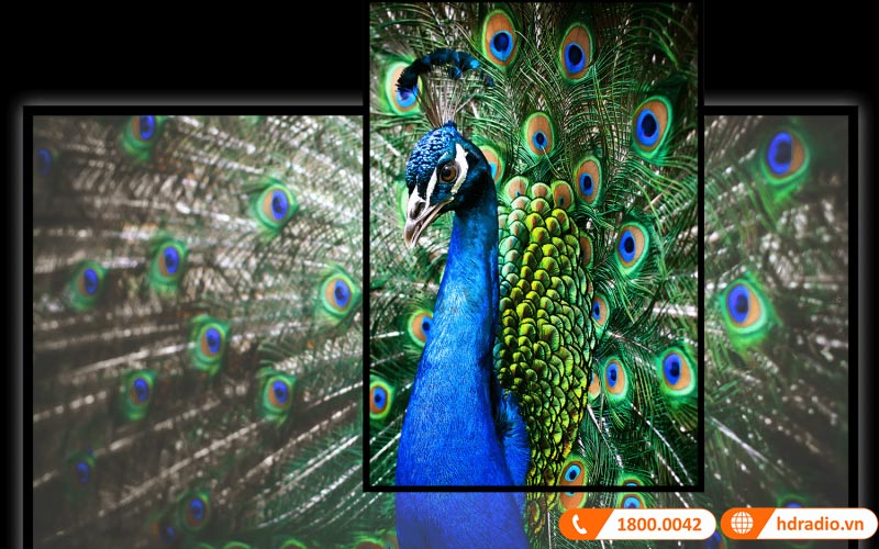 Màn chiếu điện âm trần Tension Exzen Korea