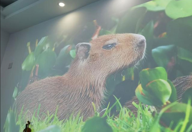 Máy chiếu Jmgo J7