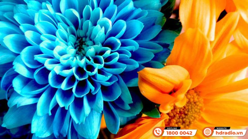 Máy chiếu Optoma UHZ50+