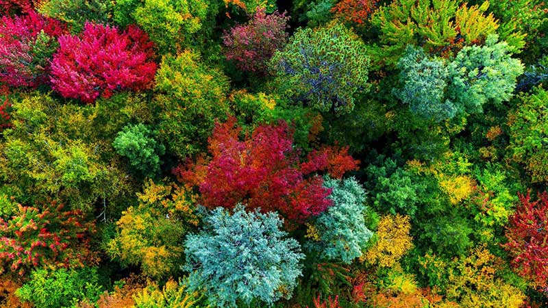 Máy chiếu BenQ GP500